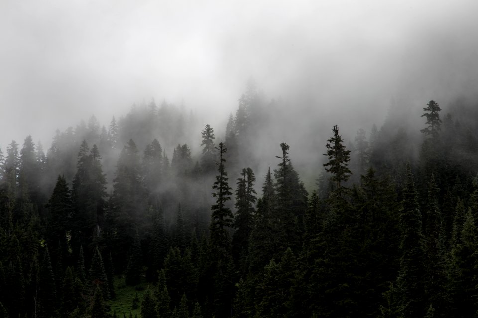 forest with fog photo