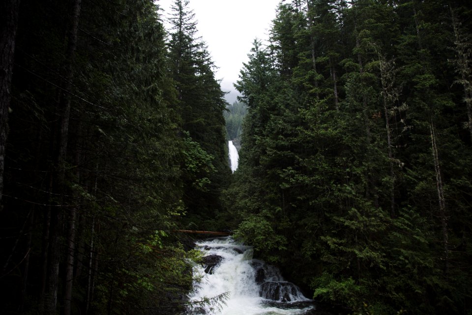 flowing river surrounded with green trees during daytime