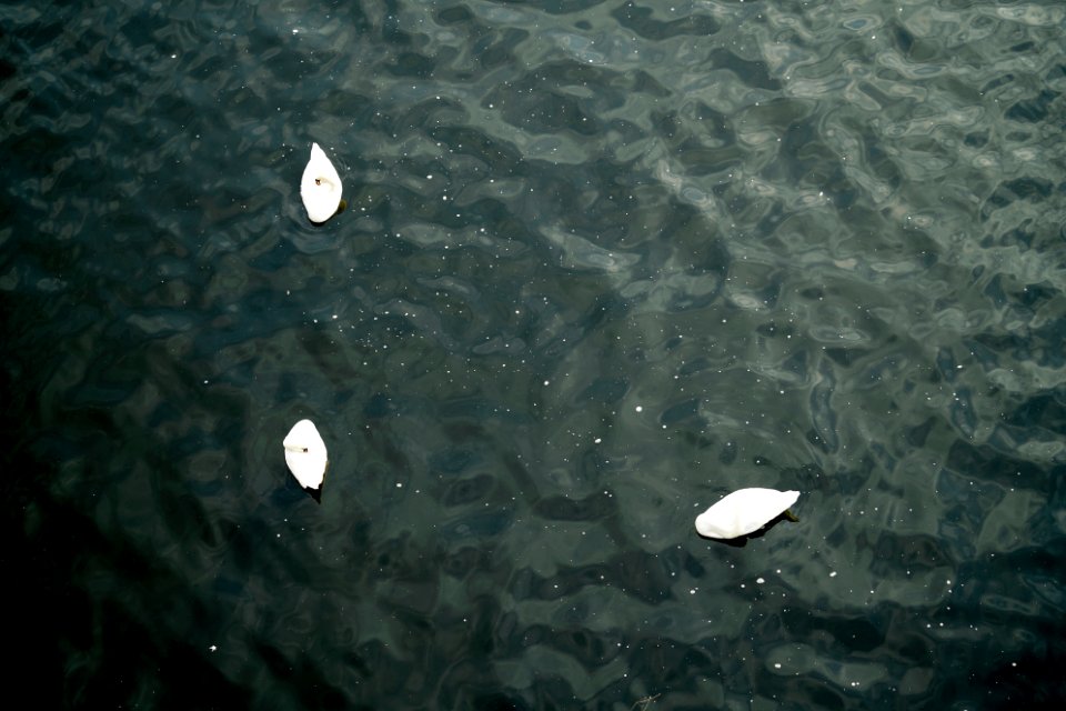 A drone shot of three swans floating in a lake photo