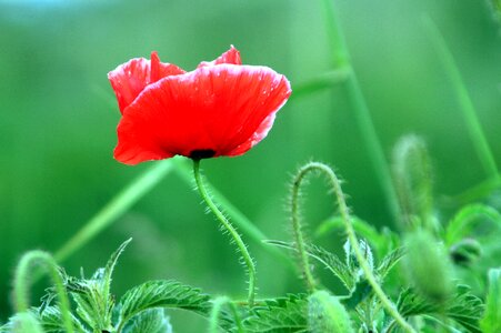 Summer field flowering