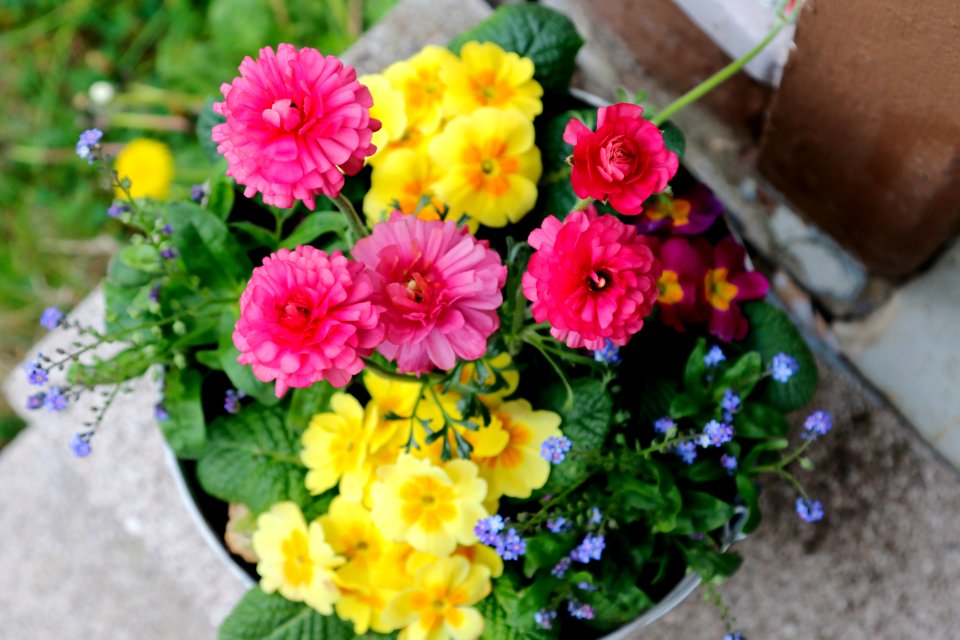 Altenkirchen  westerwald , Germany, Bloom