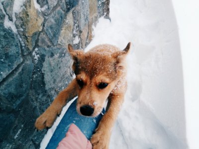 Snowfall, Friend, Winter
