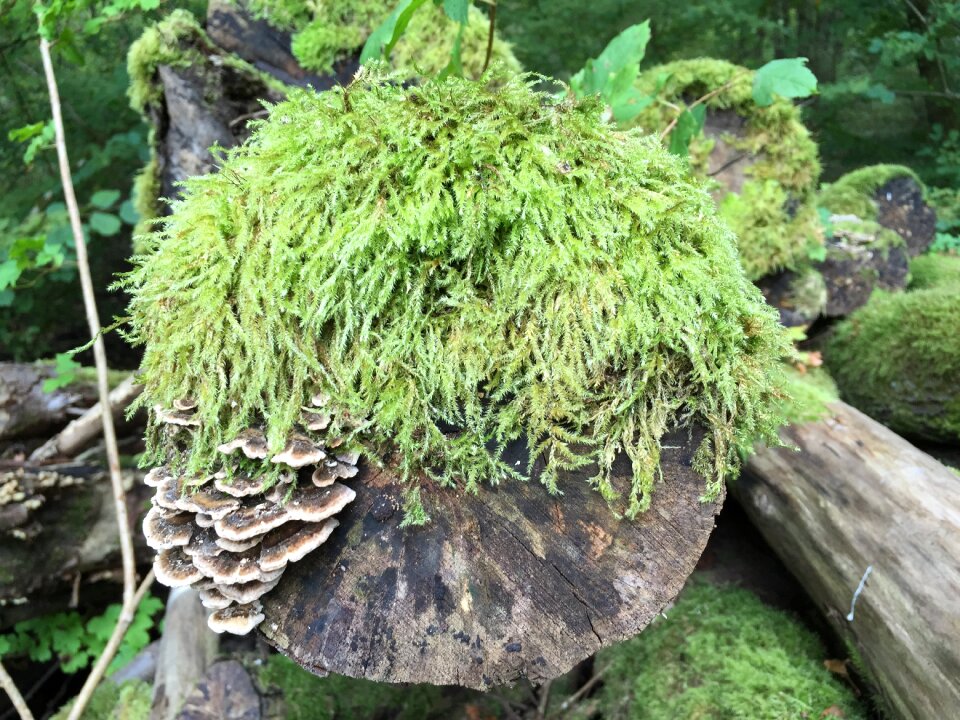 Natural sculpture deadwood green
