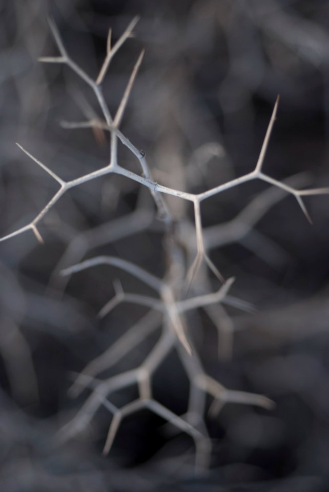 Nature, Dry, Depth of field