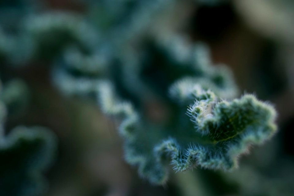 Growth, Blur, Depth of field