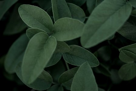 Dark, Plant, Macro