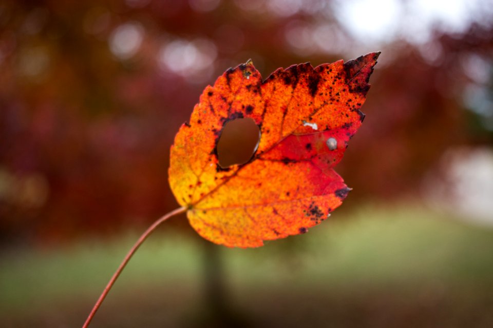 Canon, Orange, Leaves