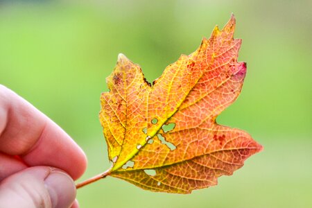 Colored nature fallen leaves