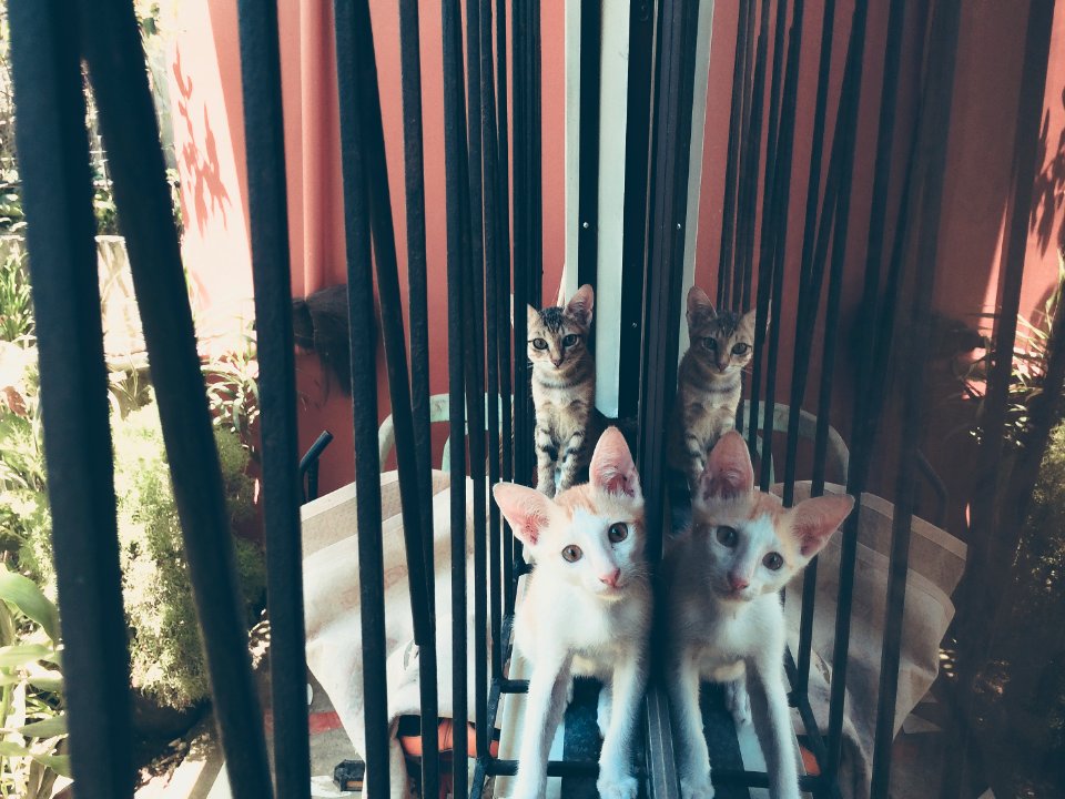 Window, Cat, Cats