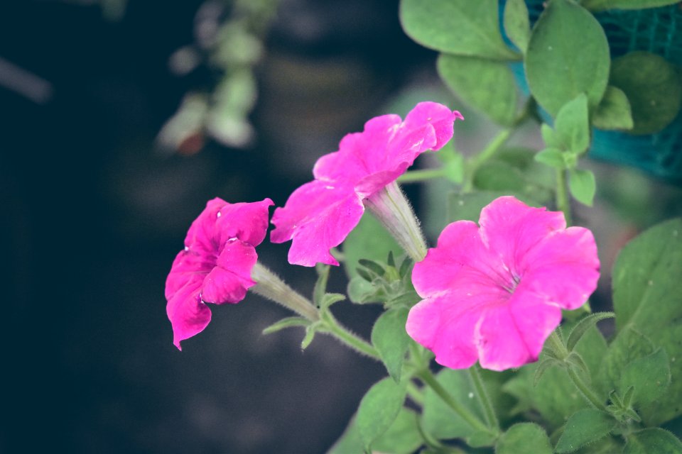 Plant, Pink, Garden
