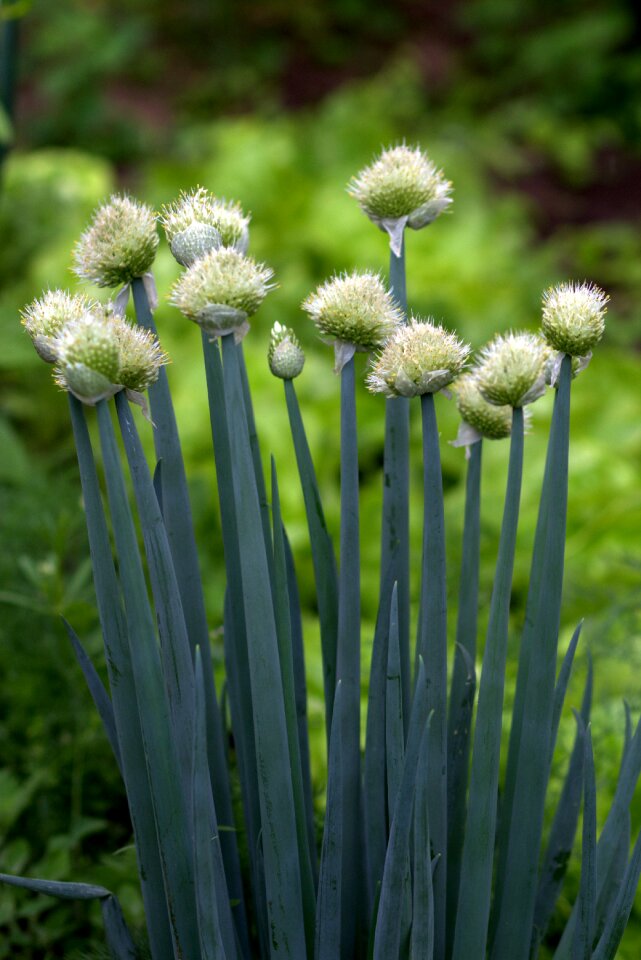 Flower vegetable supplies