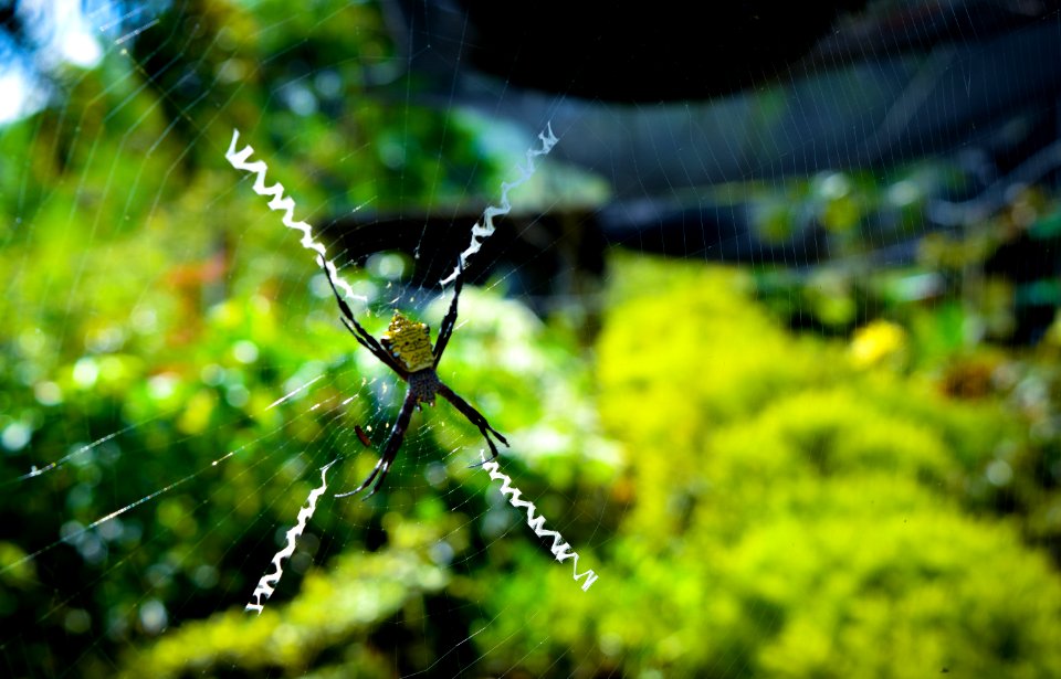 Saturated, Nature, Spider