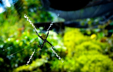 Saturated, Nature, Spider photo