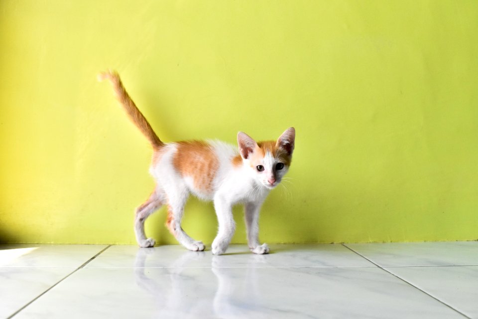 Iligan city, Philippines, Animals