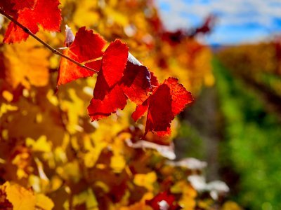 Leaves, Nature, Vineyard