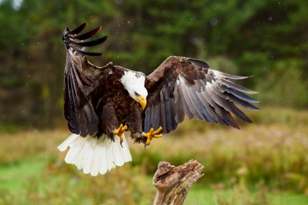 Bird, Claws, Eagle photo