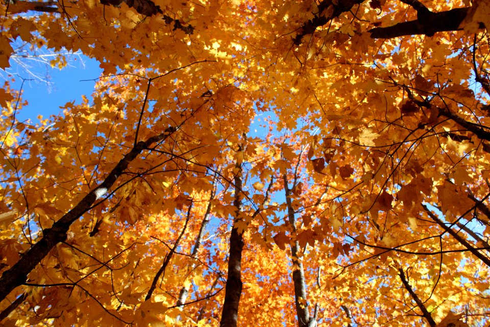 Skihi fruit farm, Baraboo, United states