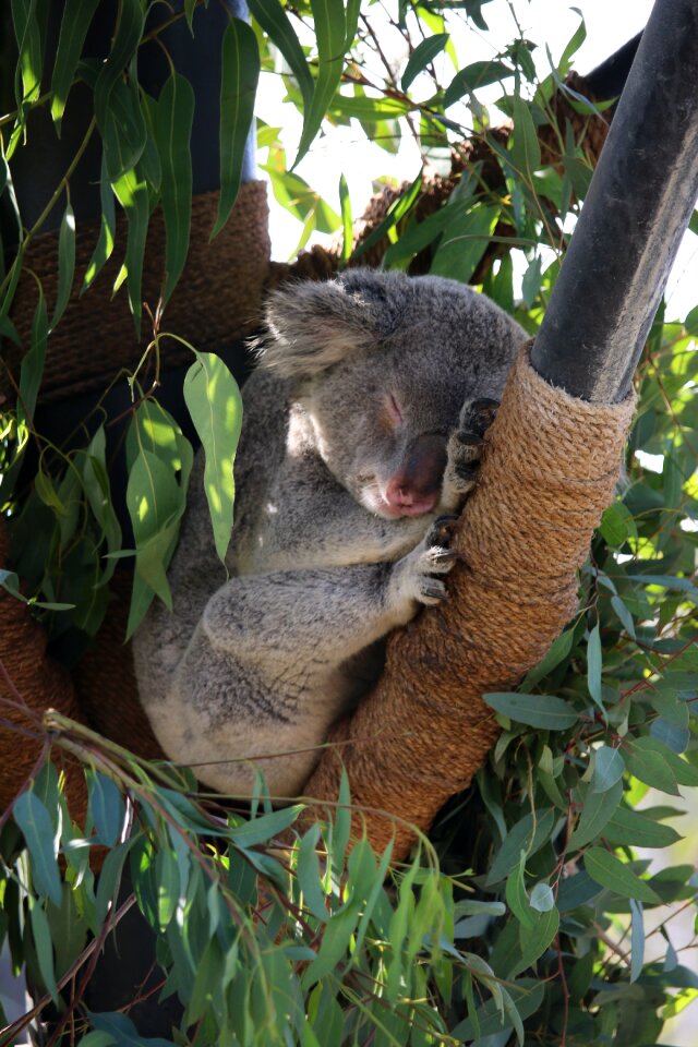 Koala zoo san diego