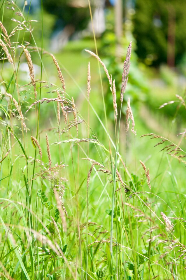 Green sunny grasses