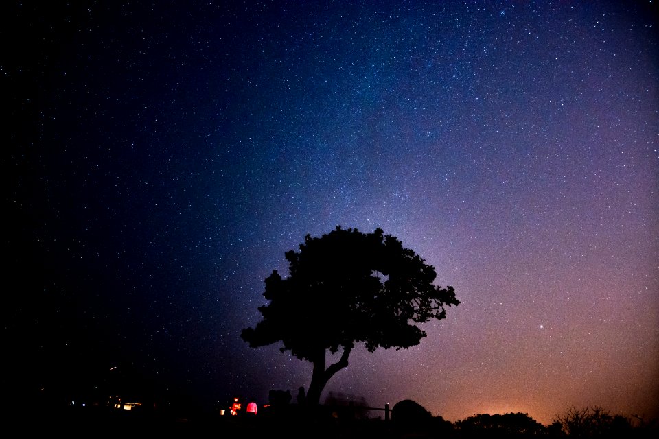 silhouette of tree during night