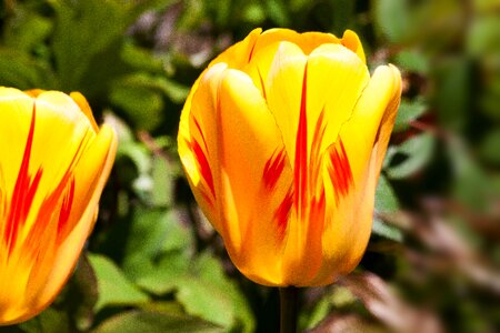 Blossom bloom yellow