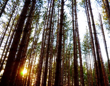 Canada, Markham, Forest