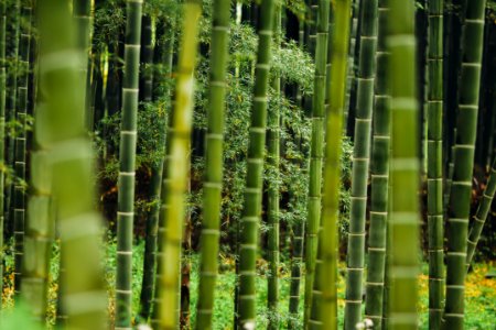 bamboo trees photo