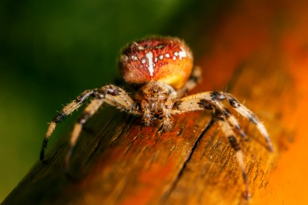 orange and brown spider