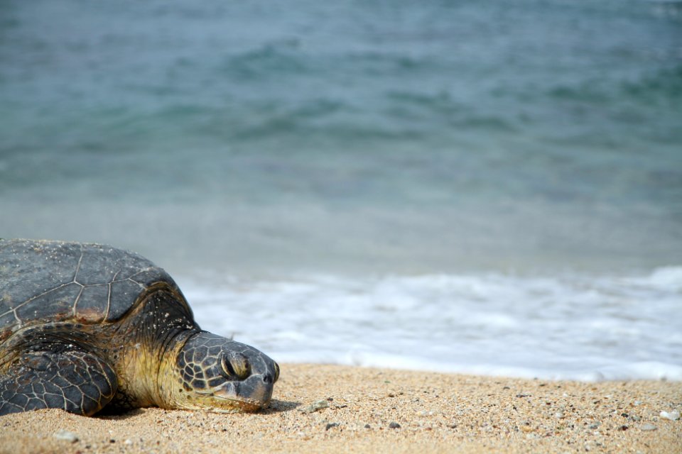 Aloha, Hawaii, Pacific photo