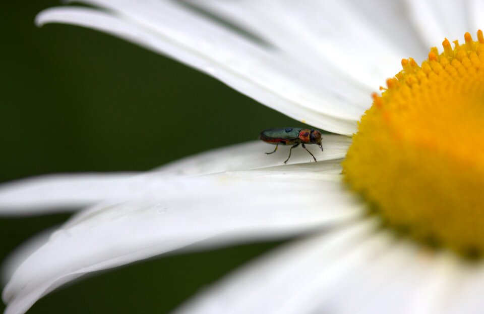 Flower daisy petals