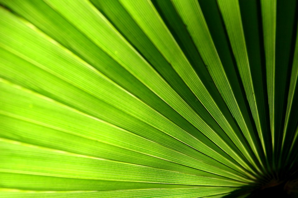 Marrakech, Morocco, Jardin majorelle