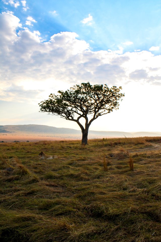 Trees, Africa, Mountains