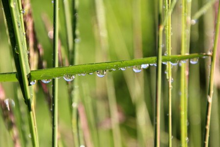 Drip blade of grass raindrop photo