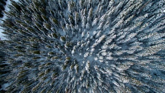 aerial photo of pine trees with white snow during daytime photo