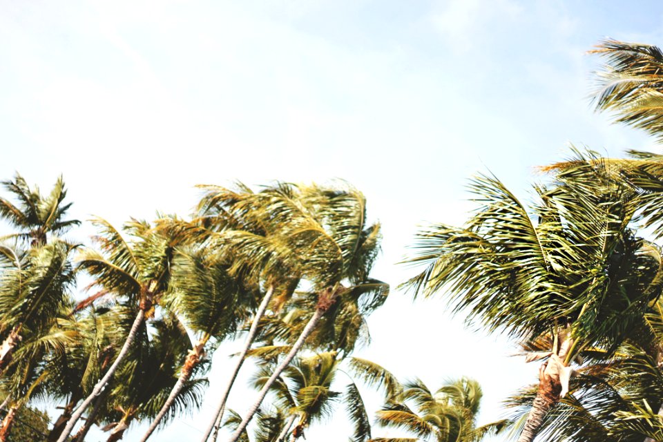 low-angle photography of green coconut trees under white sky during daytime