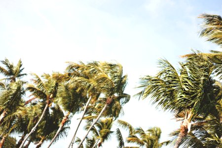 low-angle photography of green coconut trees under white sky during daytime photo