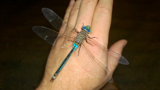 Insect anisopteran closeup