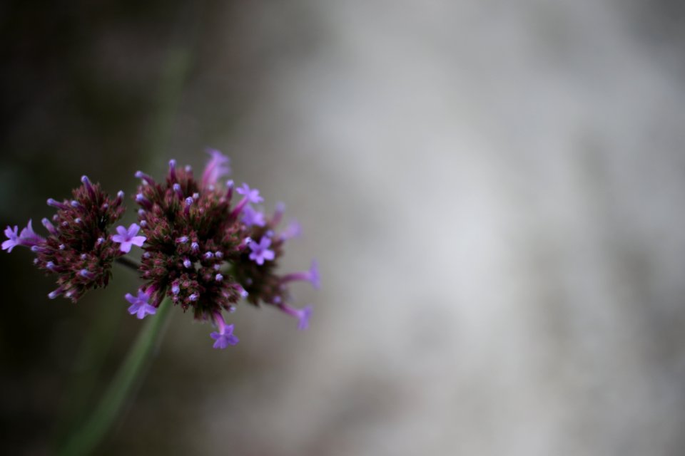 Raleigh, United states, Purple