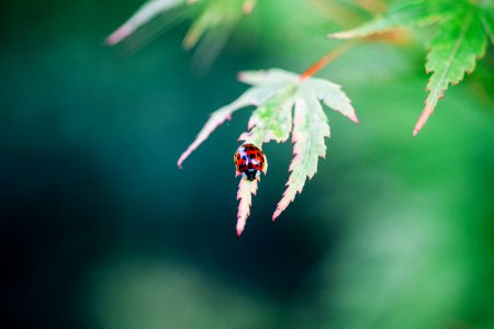 Red, Green, Leaf