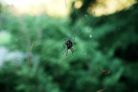 Green, Web, Nature