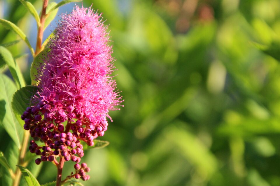 Bloom plant bloom