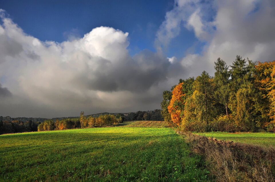 Forest poland view photo