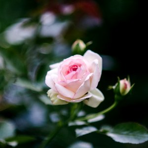 Macro, Rose petal, Rose photo