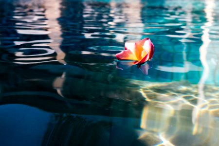 Swimming pool, Flower