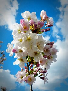 Blossom bloom ornamental cherry photo