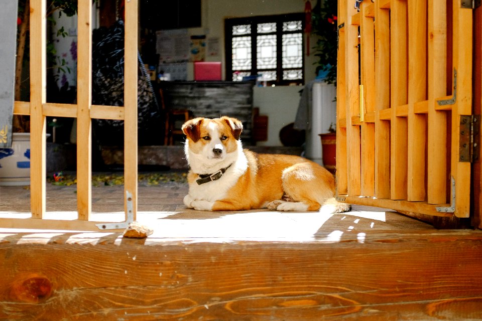 Travel, Pet, Dog