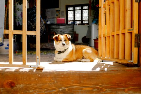 Travel, Pet, Dog