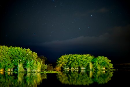 Swamp, Trees, Green