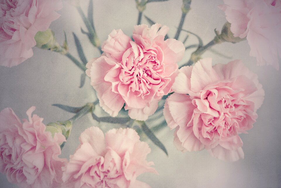 Carnation pink cut flowers from above