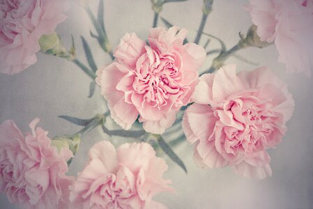 Carnation pink cut flowers from above